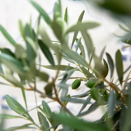 Inglesinhos - Castelo * Lisboa