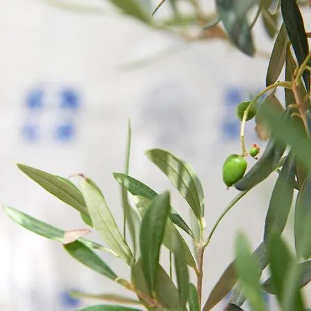 Apartmán Inglesinhos - Castelo *