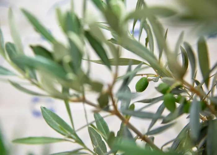 Διαμέρισμα Inglesinhos - Castelo Lisboa