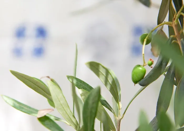 Διαμέρισμα Inglesinhos - Castelo *